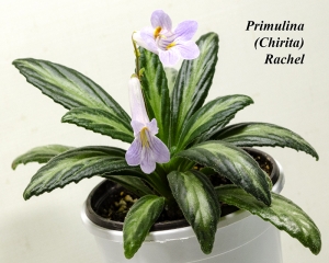 Primulina (Chirita) Rachel